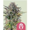 Royal Queen Seeds Feminizované semená kanabisu Pink Gorilla Royal Queen Seeds Feminizované semená kanabisu Pink Gorilla