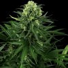 Sensi Seeds Research - Honey Melon Kush 3 ks - Semená neobsahujú THC Sensi Seeds Research - Honey Melon Kush 3 ks - Semená neobsahujú THC