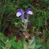 Šišiak alpský - Scutellaria alpina - predaj semien - 15 ks Šišiak alpský - Scutellaria alpina - predaj semien - 15 ks