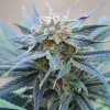 Kannabia Seeds - Skunk+ 1 ks - Semená neobsahujú THC Kannabia Seeds - Skunk+ 1 ks - Semená neobsahujú THC