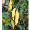 Aji Pineapple (semená) chilli Aji Pineapple (semená) chilli