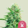 Royal Queen Seeds Feminizované semená kanabisu Pink Runtz 1 ks Royal Queen Seeds Feminizované semená kanabisu Pink Runtz 1 ks