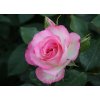 Ruža stromčeková ´Bordure Rose´ Ruža stromčeková ´Bordure Rose´