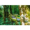 DIMEX | Vliesové fototapety na stenu Národný park v Thajsku MS-5-1586 | 375 x 250 cm | zelená + Vliesová fototapeta na stenu DIMEX Národný park v Thajsku MS51586 v rozmere 375 x 250 cm DIMEX | Vliesové fototapety na stenu Národný park v Thajsku MS-5-1586 | 375 x 250 cm | zelená + Vliesová fototapeta na stenu DIMEX Národný park v Thajsku MS51586 v rozmere 375 x 250 cm