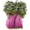Microgreens, semínka na klíčky - Zelí červené 10g Microgreens, semínka na klíčky - Zelí červené 10g