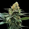 DNA Genetics - Sour Sorbet 5 ks - semená neobsahujú THC DNA Genetics - Sour Sorbet 5 ks - semená neobsahujú THC