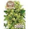 Fair Seeds - Amnesia 10 ks - Semená neobsahujú THC Fair Seeds - Amnesia 10 ks - Semená neobsahujú THC