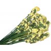 Stabilizované kvety Statice Limonium sinuata 120g - žlté Stabilizované kvety Statice Limonium sinuata 120g - žlté