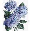 Zuty – Maľovanie Podľa Čísel – Modré Hortenzie (Alexandria Gilbert), 40 × 50 cm, Plátno + Rám 8596530118053 Zuty – Maľovanie Podľa Čísel – Modré Hortenzie (Alexandria Gilbert), 40 × 50 cm, Plátno + Rám 8596530118053