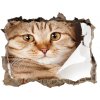 Díra 3D fototapeta na stěnu nálepka Mačka 95x64 cm Díra 3D fototapeta na stěnu nálepka Mačka 95x64 cm