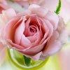 Biofresh glycerínové mydlo Ruža kruh Rose of Bulgaria 70 g Biofresh glycerínové mydlo Ruža kruh Rose of Bulgaria 70 g