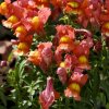 Papuľka nízka dvojkvetá Twinny Bronze - Antirrhinum majus - semená - 20 ks Papuľka nízka dvojkvetá Twinny Bronze - Antirrhinum majus - semená - 20 ks