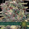Vision Seeds - Brainkiller Haze 10 ks - Semená neobsahujú THC Vision Seeds - Brainkiller Haze 10 ks - Semená neobsahujú THC