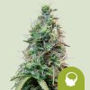 Royal Queen Seeds Cannabis Seeds Amnesia Haze Auto 1 ks Royal Queen Seeds Cannabis Seeds Amnesia Haze Auto 1 ks