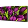 Foto obraz na plátne Fialové tulipány 100x50 cm Foto obraz na plátne Fialové tulipány 100x50 cm