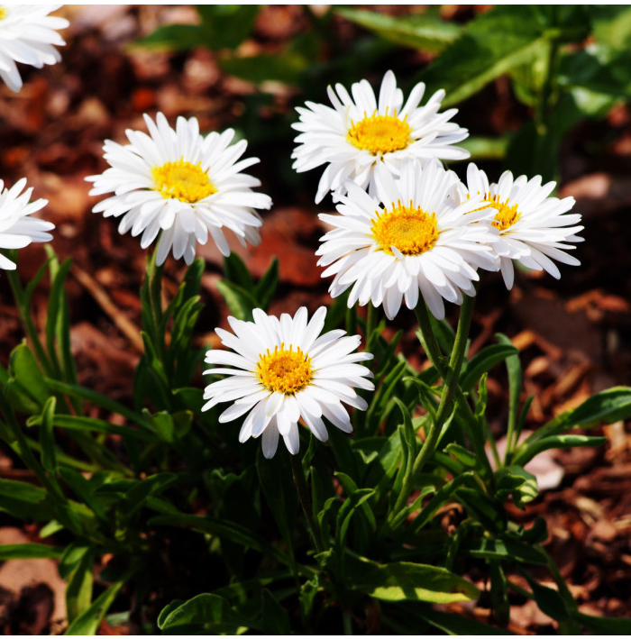 Astra alpínska biela - Aster alpinus - semená astry - 50 ks