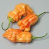 Zebrange (Semená) chilli Zebrange (Semená) chilli