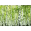 DIMEX | Vliesové fototapety na stenu Jarný brezový les MS-5-1853 | 375 x 250 cm | zelená, biela, čierna + Vliesová fototapeta na stenu DIMEX Jarný brezový les MS51853 v rozmere 375 x 250 cm DIMEX | Vliesové fototapety na stenu Jarný brezový les MS-5-1853 | 375 x 250 cm | zelená, biela, čierna + Vliesová fototapeta na stenu DIMEX Jarný brezový les MS51853 v rozmere 375 x 250 cm