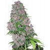 Sensi Seeds Purple Bud Fem Balenie: 10 ks 0% THC Sensi Seeds Purple Bud Fem Balenie: 10 ks 0% THC
