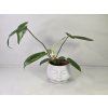 PlanBros flower Philodendron Florida Green PlanBros flower Philodendron Florida Green
