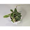 PlanBros flower Hoya Crimson Queen PlanBros flower Hoya Crimson Queen