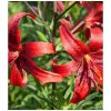 Ľalia červená Red Tiger - Lilium - predaj cibuľovín - 1 ks Ľalia červená Red Tiger - Lilium - predaj cibuľovín - 1 ks