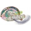 Abalone mušľa na vykurovanie extra kvalita, veľká 15 - 17 cm Abalone mušľa na vykurovanie extra kvalita, veľká 15 - 17 cm