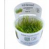 Tropica Leptodictyum 1-2 Grow! Tropica Leptodictyum 1-2 Grow!