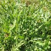Divoká roketa Sorrento - Diplotaxis tenuiflora - semená - 300 ks Divoká roketa Sorrento - Diplotaxis tenuiflora - semená - 300 ks