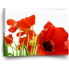 Sablio Obraz Tulipány - 60x40 cm Sablio Obraz Tulipány - 60x40 cm
