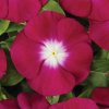 Katarant Volante Burgundy Halo - Catharanthus - predaj semien - 30 ks Katarant Volante Burgundy Halo - Catharanthus - predaj semien - 30 ks