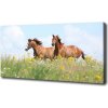 Foto obraz na plátne Dva kone v cvale 100x50 cm Foto obraz na plátne Dva kone v cvale 100x50 cm