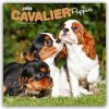 Cavalier King Charles Spaniel Puppies Cavalier King Charles Spaniel Welpen 16-Monats 2026