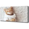 Fotoobraz fotografie na plátne Mačka vo svetri 100x50 cm Fotoobraz fotografie na plátne Mačka vo svetri 100x50 cm