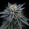 DNA Genetics - 3Peat 5 ks - semená neobsahujú THC DNA Genetics - 3Peat 5 ks - semená neobsahujú THC