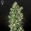 Green House Seed - Big Tooth 10 ks - semená neobsahujú THC Green House Seed - Big Tooth 10 ks - semená neobsahujú THC