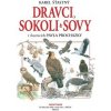Dravci, sokoli a sovy Dravci, sokoli a sovy