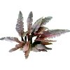 Akvaland.sk Cryptocoryne spec. 'Flamingo' Akvaland.sk Cryptocoryne spec. 'Flamingo'