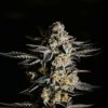 Expert Seeds - Amnesia Haze Auto 10 ks - Semená neobsahujú THC Expert Seeds - Amnesia Haze Auto 10 ks - Semená neobsahujú THC