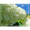 Hortenzia stromčekovitá - Hydrangea arborescens 'Annabelle' Hortenzia stromčekovitá - Hydrangea arborescens 'Annabelle'