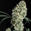 Sensi Seeds - Ed Rosenthal Super Bud regular 10 ks - Semienka neobsahujú THC Sensi Seeds - Ed Rosenthal Super Bud regular 10 ks - Semienka neobsahujú THC