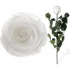Stabilizovaná ruže - biela (Voľné balenie , White) Stabilizovaná ruže - biela (Voľné balenie , White)