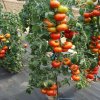 Paradajka Štart S F1 - Solanum lycopersicum - semená paradajky - 10 ks Paradajka Štart S F1 - Solanum lycopersicum - semená paradajky - 10 ks