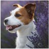 Grafix Diamantový obrázok Pes Jack Russell 30 x 30 cm