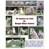30 annees au cote du berger blanc suisse (Maryline Vigne)(Brožovaná) 30 annees au cote du berger blanc suisse (Maryline Vigne)(Brožovaná)