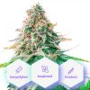 Calm - samonakvétacie semená 10 ks Cannapio Premium Calm - samonakvétacie semená 10 ks Cannapio Premium