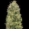 Advanced Seeds - Auto Afghan Skunk 3ks - Semená neobsahujú THC. Advanced Seeds - Auto Afghan Skunk 3ks - Semená neobsahujú THC.