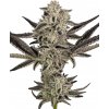 Sensi Seeds Cannabis Seeds Purple Pickle Samonakvétacia 10+4 ks Sensi Seeds Cannabis Seeds Purple Pickle Samonakvétacia 10+4 ks