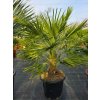 Chamaerops humilis v celkovej výške 130 cm Chamaerops humilis v celkovej výške 130 cm