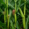 BIO Kukurica pukancová Cinema - Zea mays - semená kukurice - 15 ks BIO Kukurica pukancová Cinema - Zea mays - semená kukurice - 15 ks